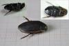 Dytiscus semisulcatus